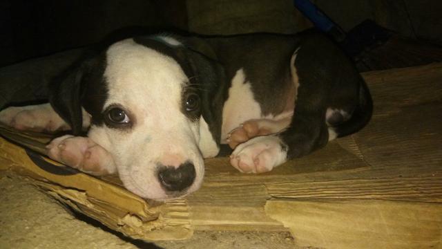 Vendo pit Bull blak nosse