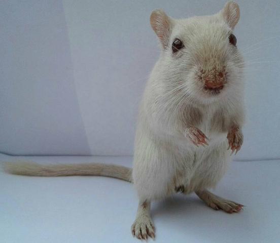 Casal Esquilo da Mongolia Gerbil brancos