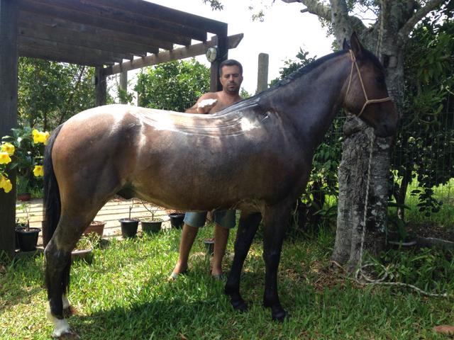 Cavalo crioulo marcado com registro