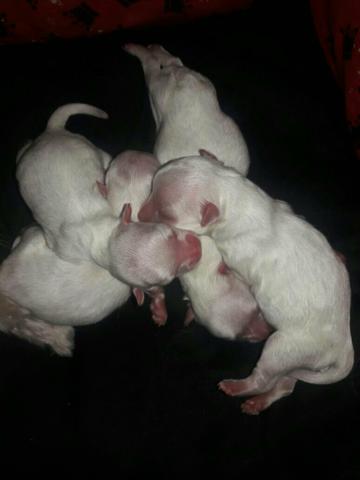 Disponíveis para dia 