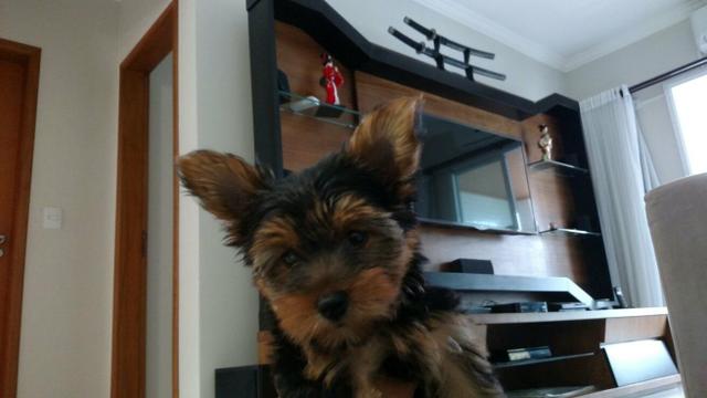 Femea de yorkshire mini