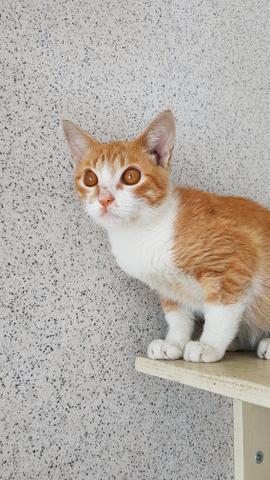 Gato, Onix, castrado, 4 meses, para adoção
