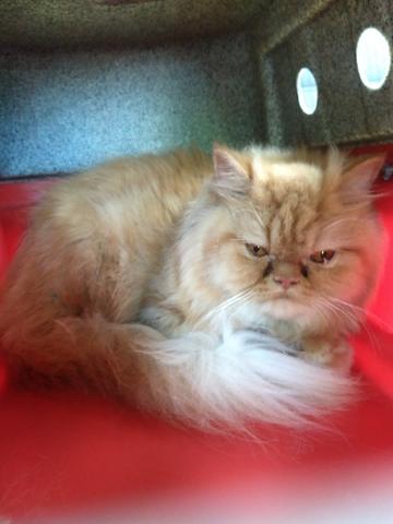 Linda Gatinha Persa Fêmea Com 11 Messes Leia o Anúncio Com Atenção