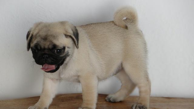 Pug macho Abricot 5 meses