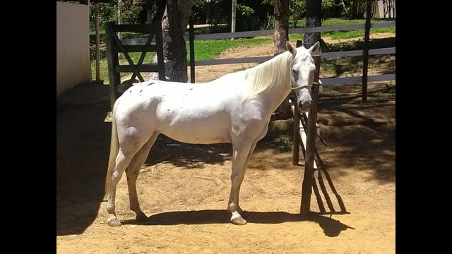 Égua top primeira muda