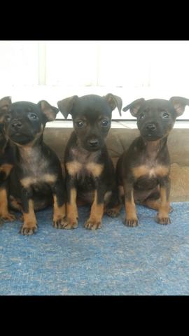 3 fêmeas de pinscher N° 1