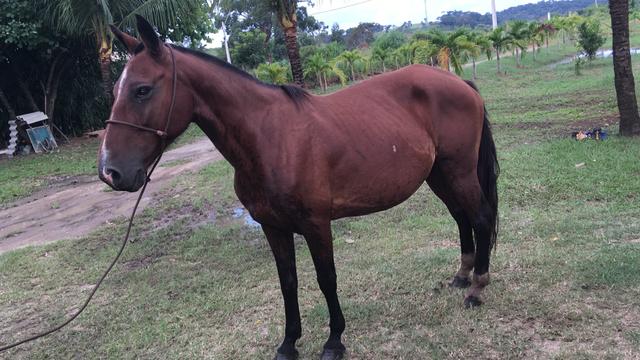 Cavalo mangalarga macha picada sem registro
