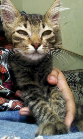 Gatinho macho para adoção para lares seguros