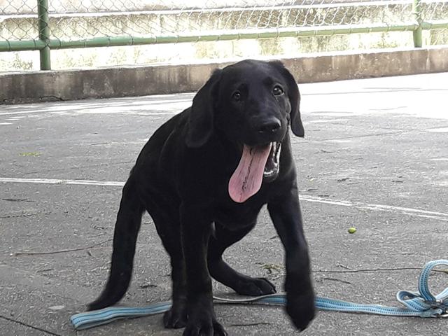 Labrador vão de raça pura doação 4 meses apenas