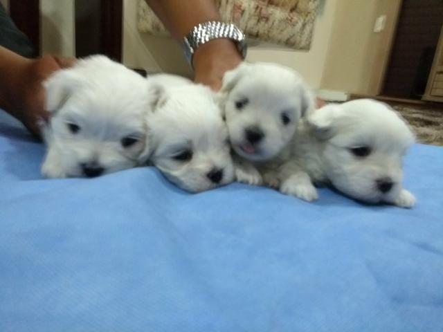 Maltês Fêmeas e Machos