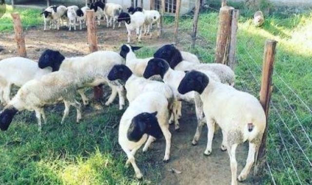 Matrizes dorper puro sangue