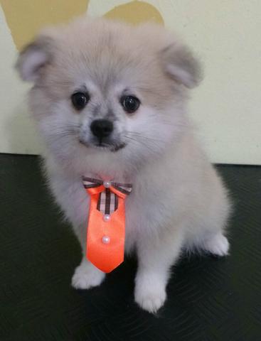 Oportunidade MACHO de Spitz alemão