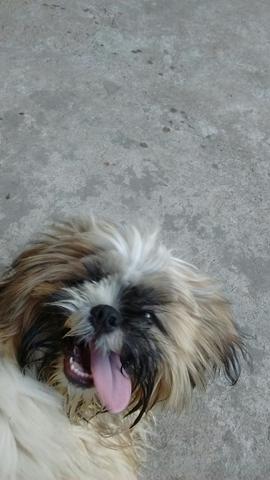 Shih tzu