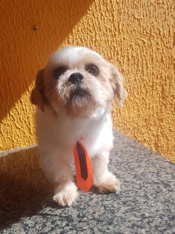 Shih tzu padreador só 499