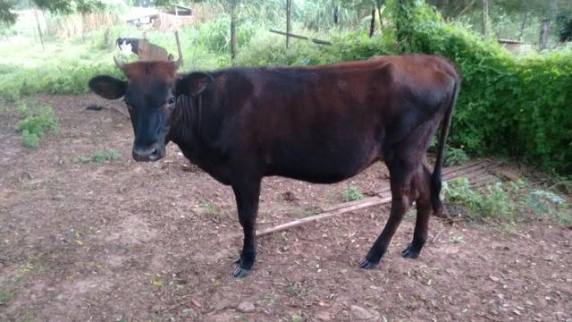 Vendo.novilha jersolando.