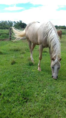 Égua Baia Amarilho QM