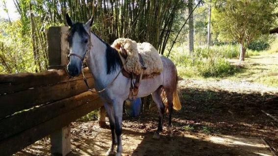 Égua Campeira - 08 anos