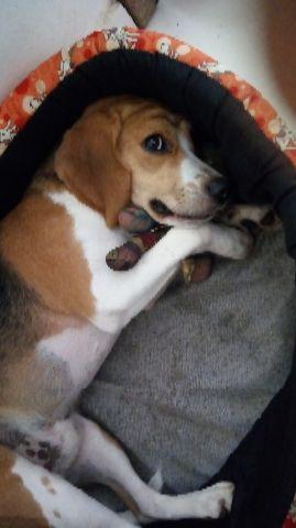 Beagle 13 polegadas 600 reais