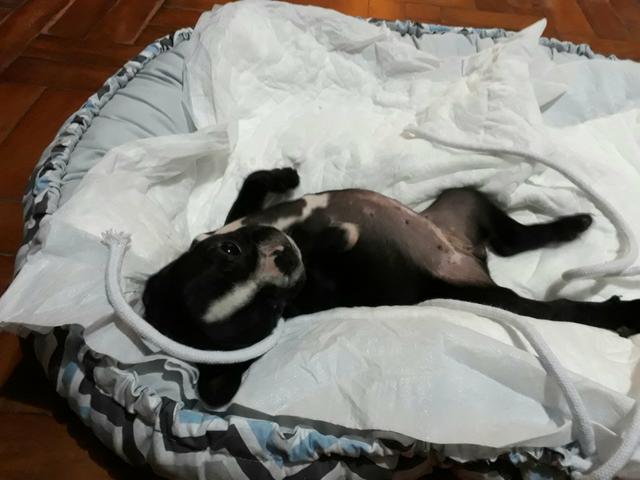 Fêmea de bulldog francês disponível