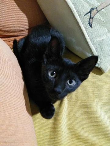 Gatinhas para adoção