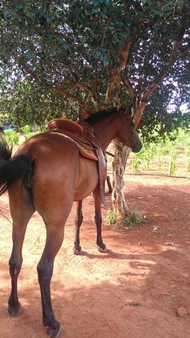 Potra Mangalarga Marchador