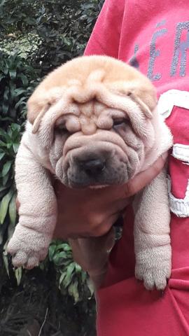 Sharpei
