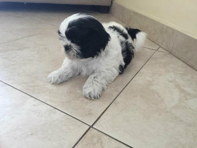 Shihtzu fêmea disponível
