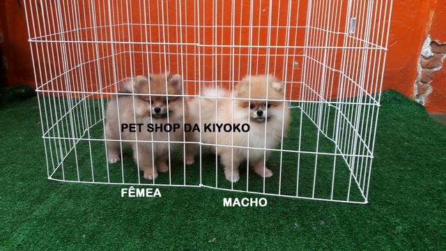 Spitz Alemão fêmea laranja disponível