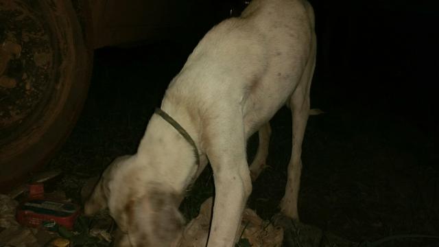 Vende cachorra Americana 5 mes