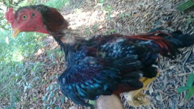 Vendo frango indio puro