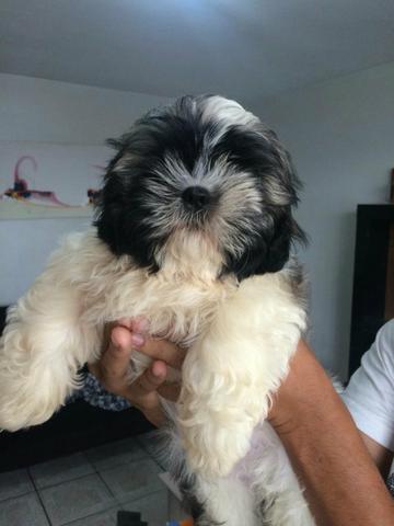 Vendo lindo casal de shih tzu