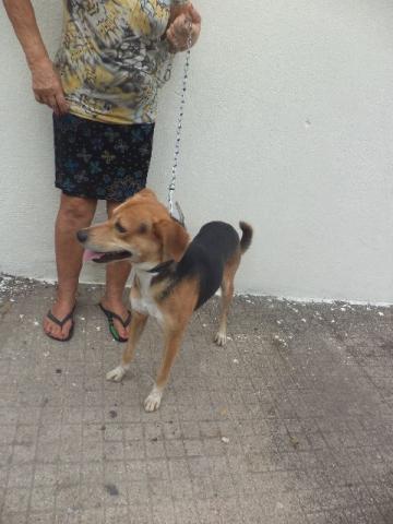 Beagle mix para adoção em Santos