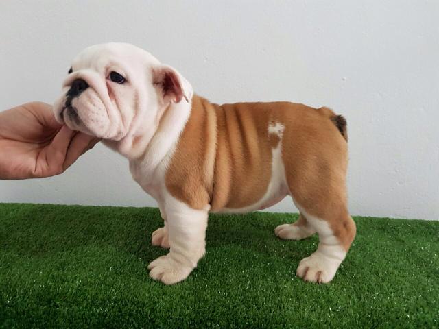 Bulldog Inglês fêmea qualidade