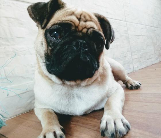 Femea de pug