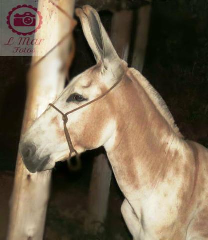 Jumento o mais top da região cobertura