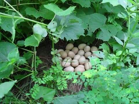 Ovos de angolas