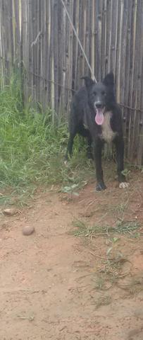 Pastor da mantiqueira com bóder collie