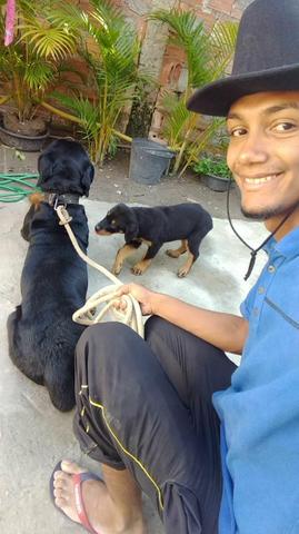 Rottweiler cabeça de touro