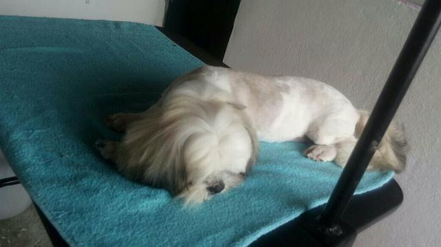 Shihtzu macho barato