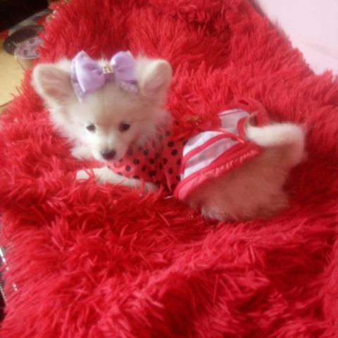 Spitz alemão anãozinha com cinco meses