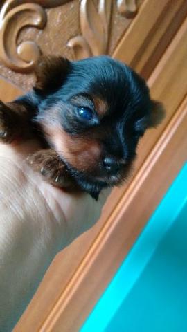 Yorkshire Terrier micro