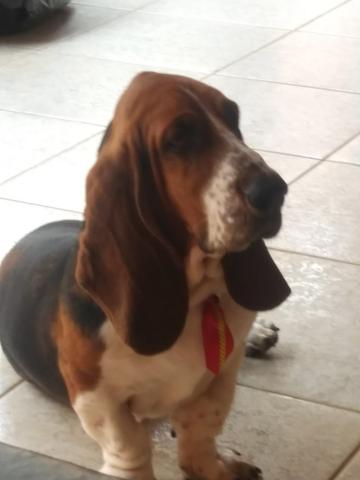 Basset hound
