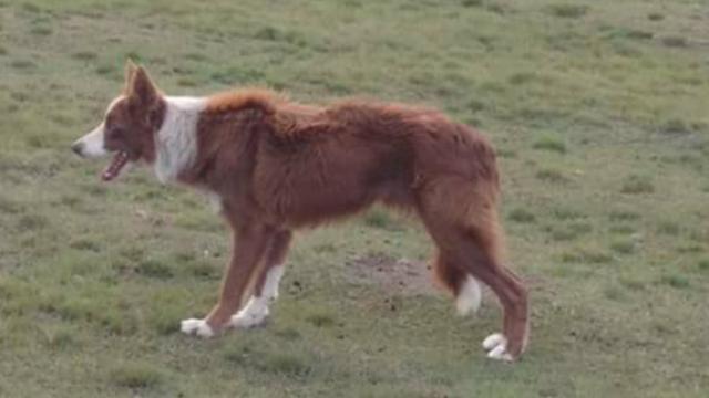 Border Collie Linhagem de Pastoreio Adestrado