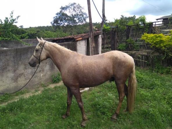 Cavalo mangalarga