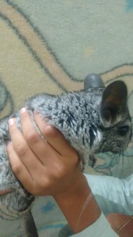 Chinchila femea