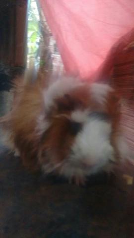 Compro Porquinho da Índia