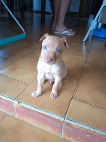 Doando esse lindo cachorrinho