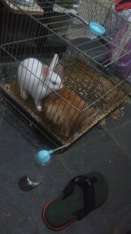 Dois coelhos lion e holandes