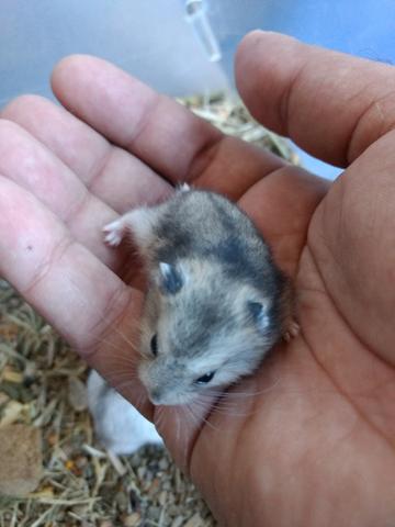 Hamster anão russo