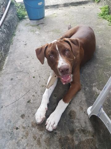 Pitbull red nouse